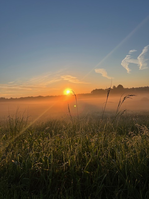 A misty meadow at dawn in Lithuania, the sun rising low over the grass with distant trees on the horizon.